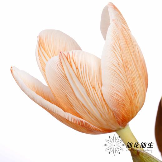 荷兰花材 | 染色郁金香焦糖色【染色有差异介意慎拍】 商品图2