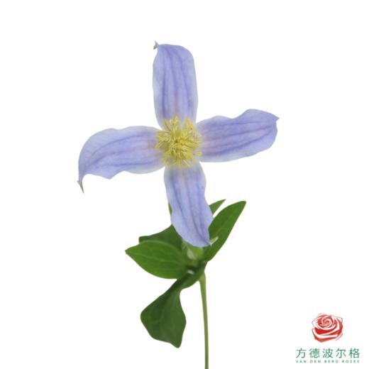 铁线莲 银河 商品图2