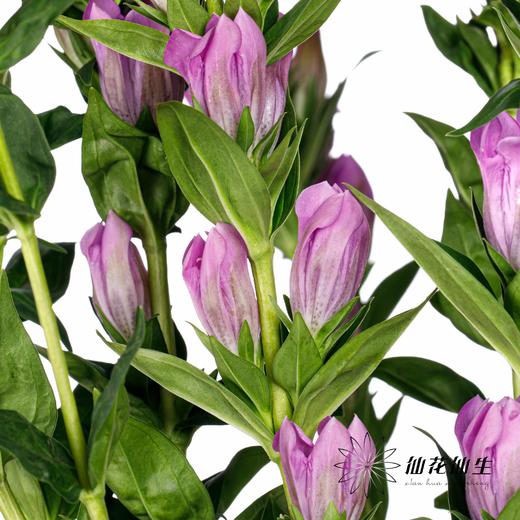配花 | 龙胆花紫色 商品图3