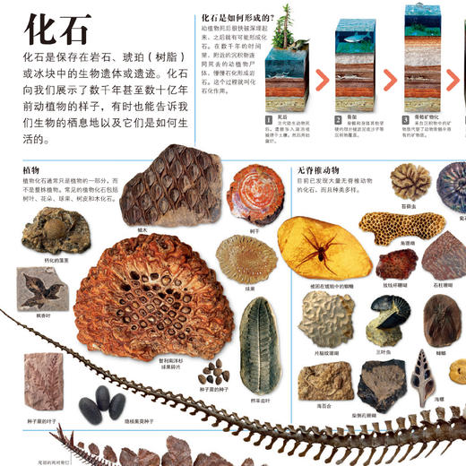 《DK万物大百科》 商品图7