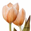 荷兰花材 | 染色郁金香焦糖色【染色有差异介意慎拍】 商品缩略图3