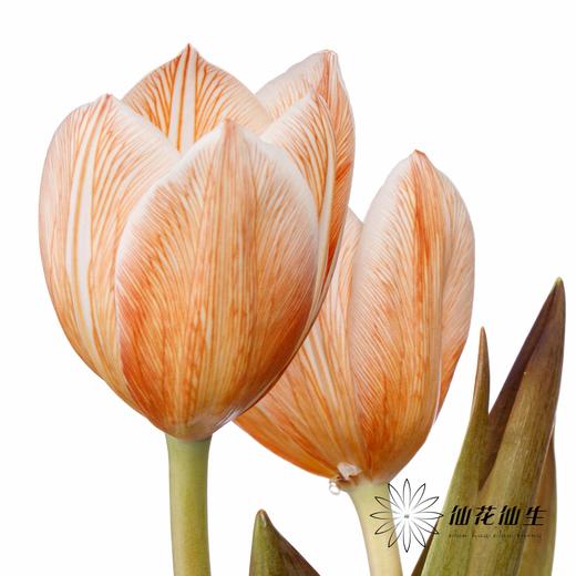荷兰花材 | 染色郁金香焦糖色【染色有差异介意慎拍】 商品图3