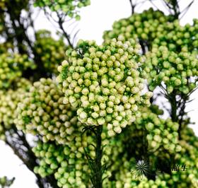 配花 | 米花绿色
