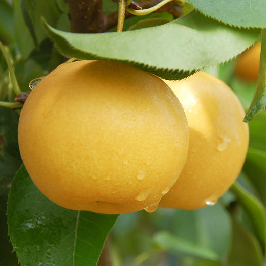 秋月梨【低至29元】丨甜蜜多汁 果肉细腻 清香回味 商品图3