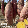 [最农公社]双12|精品红薯临安精品小香薯红薯免洗恒温糖化工厂定制清甜无丝适合水煮 商品缩略图2