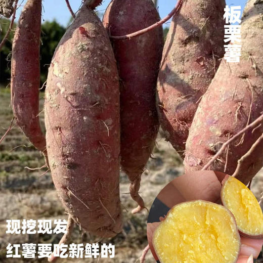 [最农公社]双12|精品红薯临安精品小香薯红薯免洗恒温糖化工厂定制清甜无丝适合水煮 商品图2