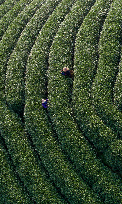 绿沉抹茶 商品图2