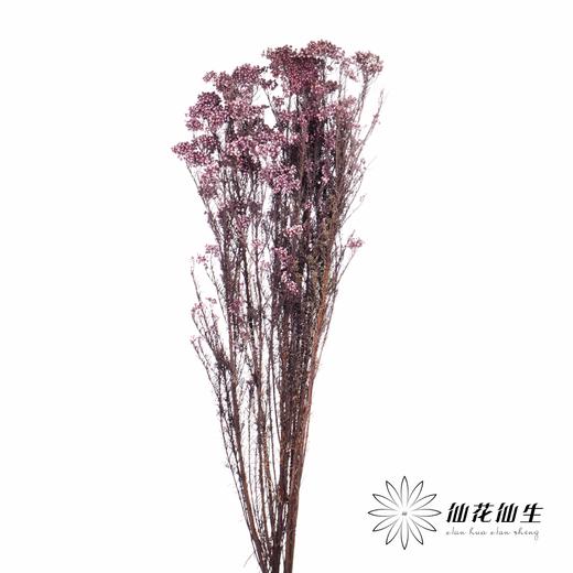 配花 | 米花紫色 商品图1