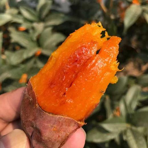 【糖心蜜薯】山东烟薯软糯香甜 商品图0
