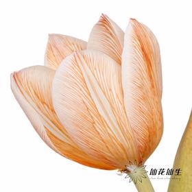 荷兰花材 | 染色郁金香焦糖色【染色有差异介意慎拍】