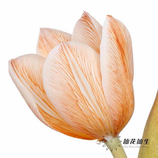 荷兰花材 | 染色郁金香焦糖色【染色有差异介意慎拍】 商品图0