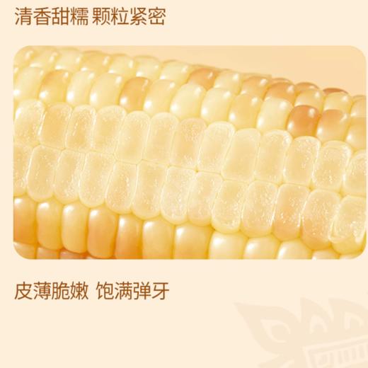 【西双版纳直采】十月稻田 云南小花糯玉米1.2kg（约6-7根）当季新玉米 商品图5