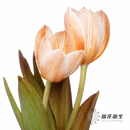 荷兰花材 | 染色郁金香焦糖色【染色有差异介意慎拍】 商品图1