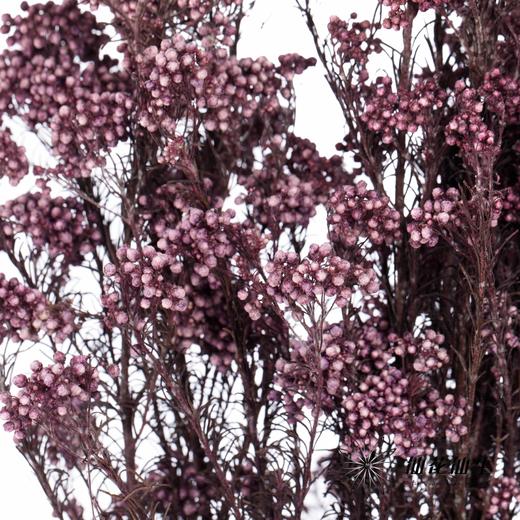 配花 | 米花紫色 商品图2