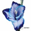 染色剑兰 | 午夜蓝(上色不一,介意慎拍) 商品缩略图0