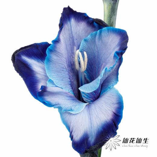 染色剑兰 | 午夜蓝(上色不一,介意慎拍) 商品图0
