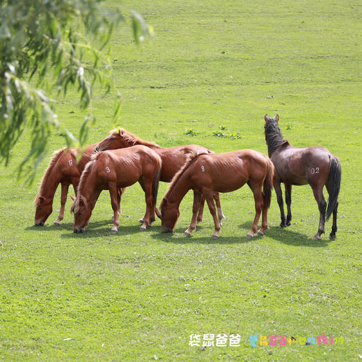 【袋鼠爸爸去哪儿丨宝鸡*海棠陇县度假酒店】酒店在陇县关山草原与龙门洞景区之间，是一座园林式度假酒店，146间客房，超450平米恒温泳池，快去陇县打卡陕西版阿勒泰吧~ 商品图12