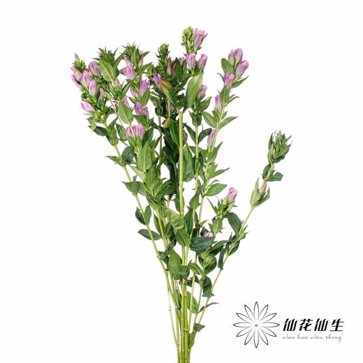 配花 | 龙胆花紫色 商品图1