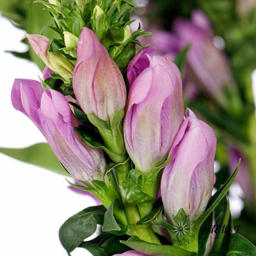 配花 | 龙胆花紫色 商品图2