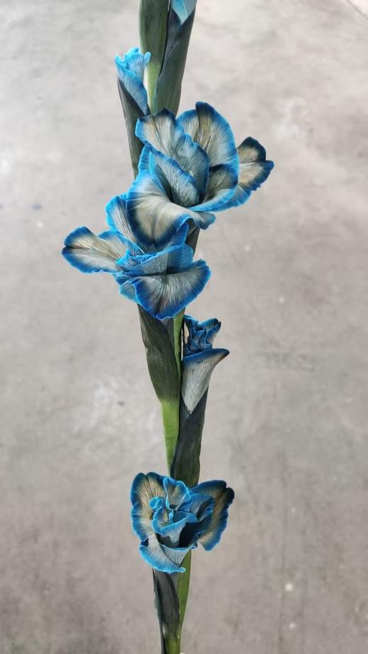 染色剑兰 | 普鲁士蓝(上色不一,介意慎拍) 商品图5