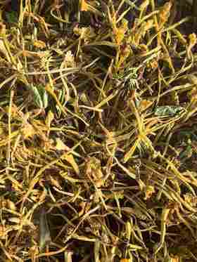 安叶家自产野生金银花