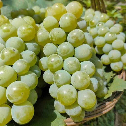 水晶葡萄约1000g/份 商品图0