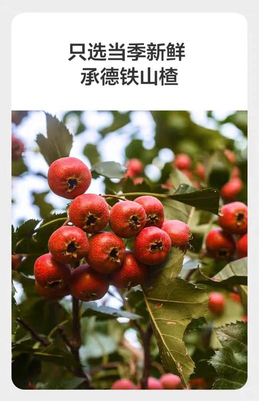 光合星球侏罗纪队长棒棒山楂小葫芦 62g/冻干山楂条 20克/BBC-807076/103116 商品图2