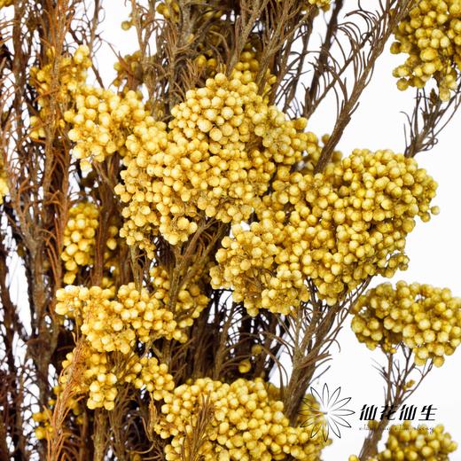 配花 | 米花黄色 商品图0