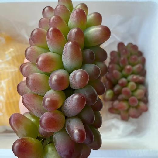 【BF】茉莉香红提39.8一斤 商品图0