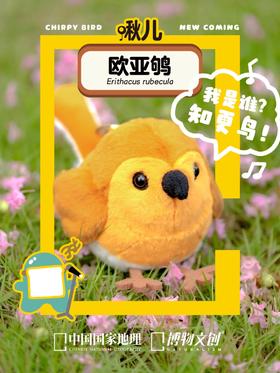 小小鸟球，大大能量！知更鸟！