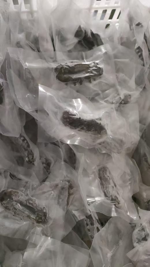 【橙子溯源】高压海参/千海参|鲜食海参，五年以上底播海参，肉厚劲道自带鲜味|独立包装，开袋即食 商品图8