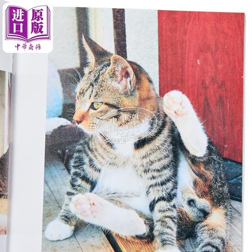 【中商原版】猫蛋蛋摄影集2 日文原版 にゃんたまw 芳澤ルミ子 商品图3