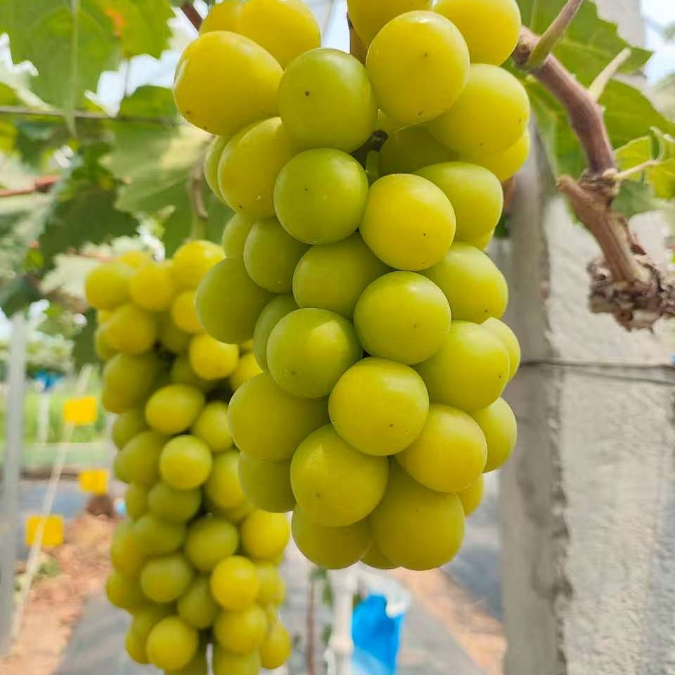 【深圳光明】阳光玫瑰葡萄 现摘现发 5斤装