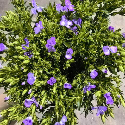 相思梅·紫色 商品图1