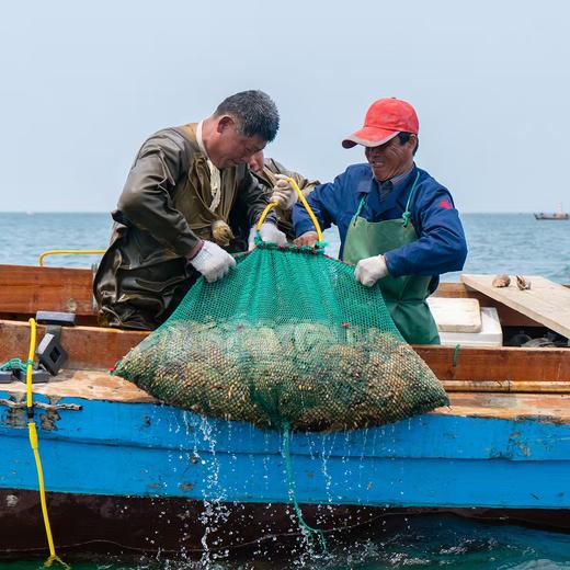 【橙子溯源】高压海参/千海参|鲜食海参，五年以上底播海参，肉厚劲道自带鲜味|独立包装，开袋即食 商品图3
