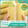 「3糯1甜 双重口感」有机雪糯凝香玉米 10根彩箱装 220g/根  高山生态种植有机白玉米 商品缩略图6