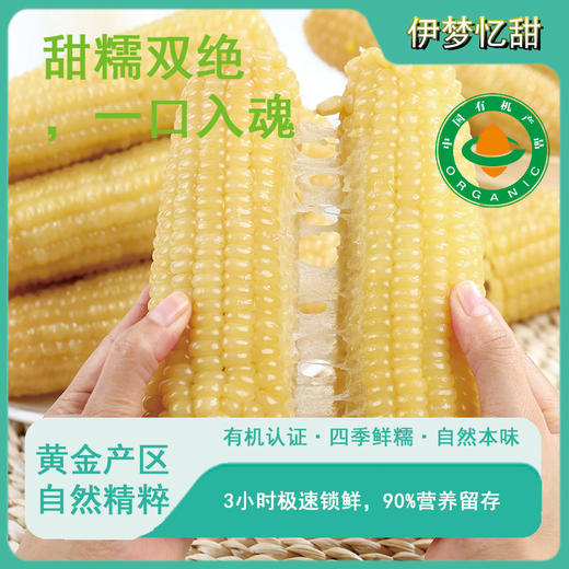 「3糯1甜 双重口感」有机雪糯凝香玉米 10根彩箱装 220g/根  高山生态种植有机白玉米 商品图6