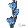染色剑兰 | 午夜蓝(上色不一,介意慎拍) 商品缩略图1