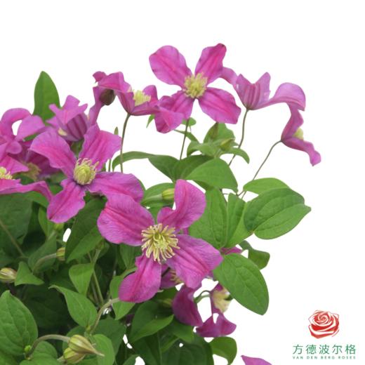 铁线莲 灵感 商品图1