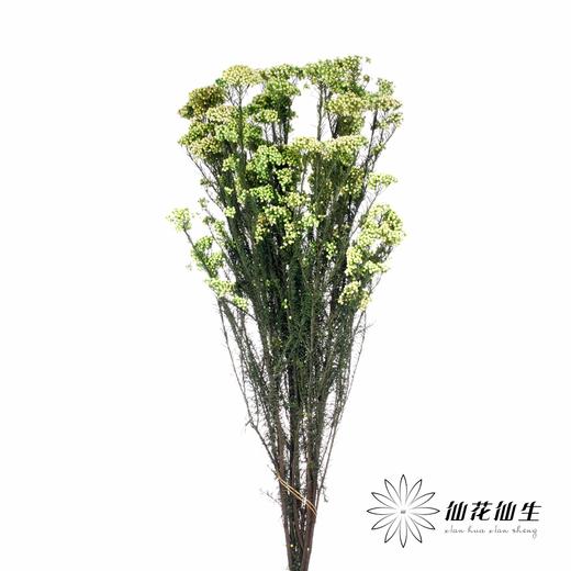 配花 | 米花绿色 商品图1