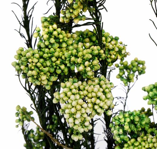 配花 | 米花绿色 商品图3