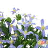 铁线莲 银河 商品缩略图1