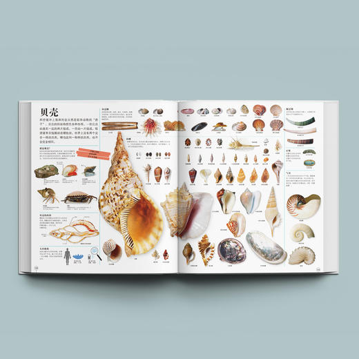 《DK万物大百科》 商品图3