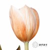 荷兰花材 | 染色郁金香焦糖色【染色有差异介意慎拍】 商品缩略图4