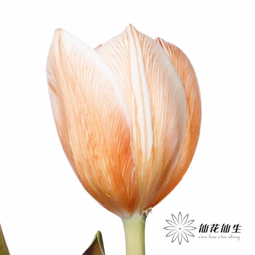 荷兰花材 | 染色郁金香焦糖色【染色有差异介意慎拍】 商品图4