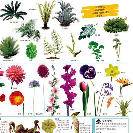 《DK万物大百科》 商品图8