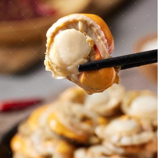 【顺丰快递】无冰衣山东栉孔鲜活扇贝肉 带黄完整贝肉 0泡药0添加 个头不缩水  肉厚肥美 - 文泰 商品图1