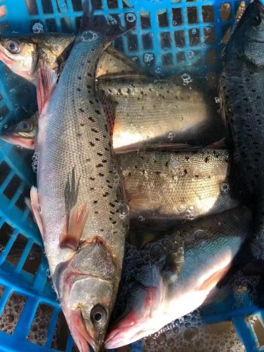 & 海钓鲈鱼 海钓货💦肉质鲜美细嫩活冻 商品图3
