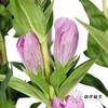 配花 | 龙胆花紫色 商品缩略图5