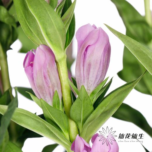 配花 | 龙胆花紫色 商品图5